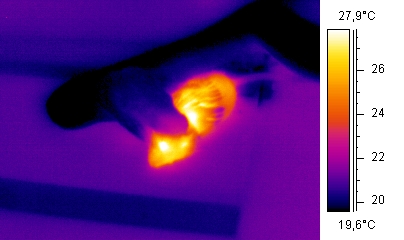 Thermografie van een slangen wie eet een muis door Arno / Coen