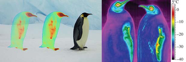 Thermographies de plumages de manchots en Antarctique