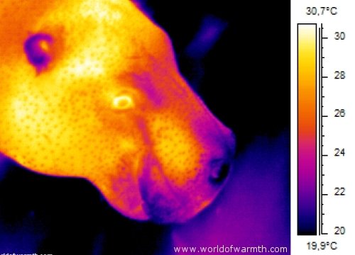 Museau d'hippopotame vu en imagerie infrarouge thermographique