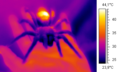 Thermographie infrarouge d'une tarentule
