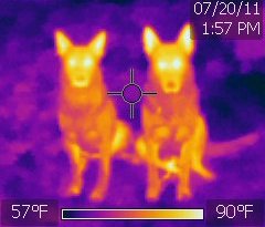 Thermographie de deux chiens de race berger allemand