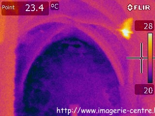 thermographie d'uene chauve-sourais volant dans une crypte