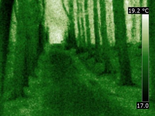 Thermographie de forêt en vision nocturne simulée
