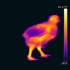 Thermographie d'un poussin de deux semaines. Credits: "Hot and cold chicken", the chicken of the futur
