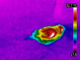 Imagerie thermographique d'un oiseau diamant mandarin, Taeniopygia guttata remise dans le même gain thermique que la première image, Parc Paradisio, Belgique, Hainaut