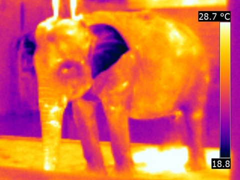 Thermographie d'un éléphant monté