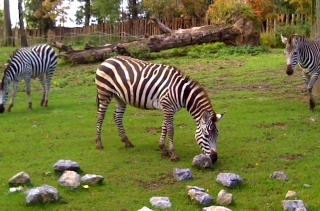 Digital view of a zebra