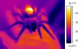 Spider thermography.jpg