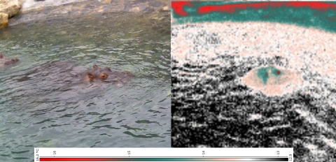 Hippopotame nageant vue en digital et thermographie