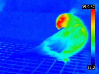 Thermographie animale d'un oiseau, un perroquet