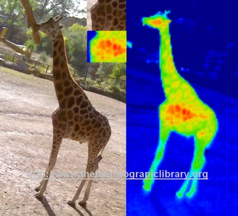Thermographie et image digitale d'une girafe et de ses taches