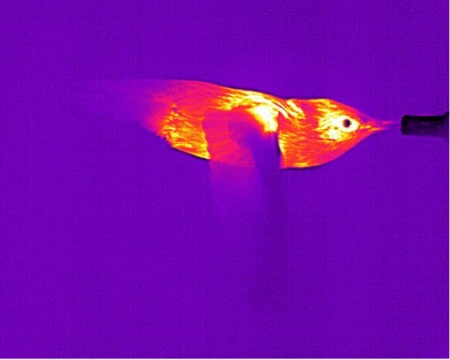 thermographie du vol du colibri