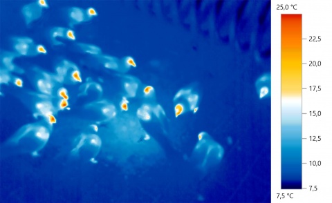 Group of pigeons eating seen in thermography