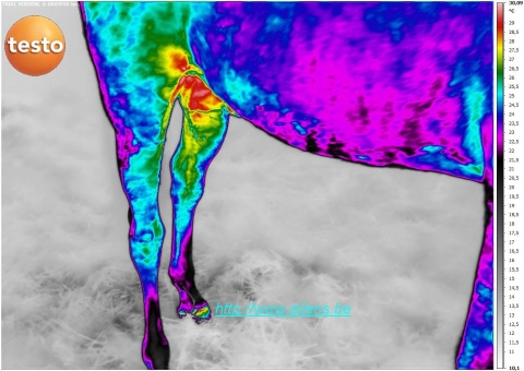 Imagerie thermique infrarouge vétérinaire des jambes arrières d'un cheval