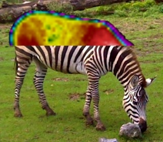 Fusion dans l'image d'une thermographie de zèbre pour non-analyser ses zébrures, animal