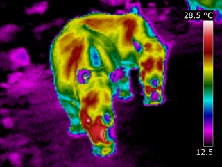 Twee neeushoornsen gezien in thermografie