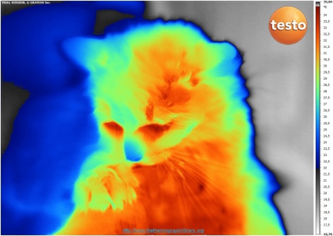 thermografie van een kop van een kat