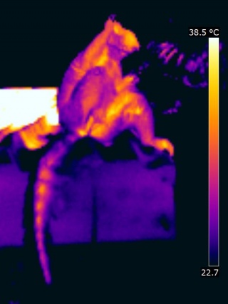 Thermographie d'un lémur cata au Parc Pairi Daïza, Hainaut, Belgique