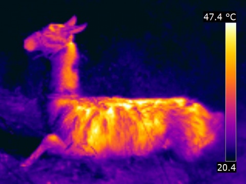 Thermographie d'un lama couché