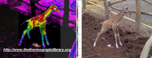 Thermographie d'un girafon