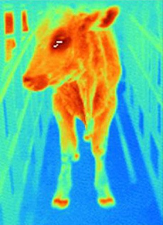 Thermographie d'une vache infectée par le virus de la fièvre aphteuse
