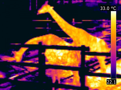 Thermographie de Girafes, Parc Pairi Daiza, Hainaut, Belgique