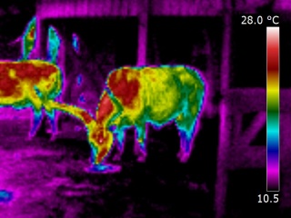 Image animale en thermographie infrarouge d'un watusi