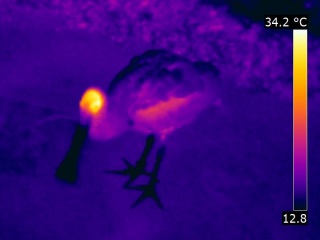 Thermography infrared of an eurasian spoonbill