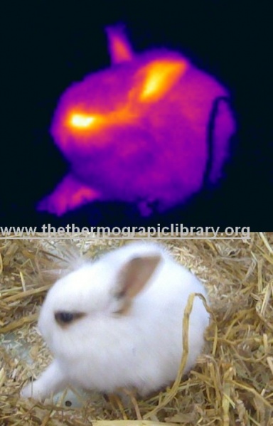 Fichier:Lapereau-thermographie-animale.jpg