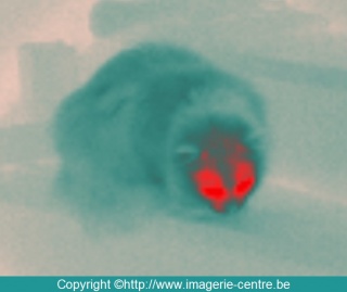Thermographie mise en scène en palette greyred d'un chat prêt à l'action