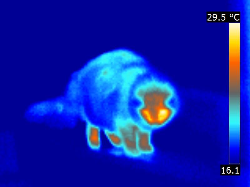Fichier:Chat-thermographie-infrarouge.jpg