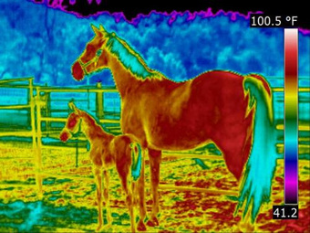 Fichier:Horse animal infrared thermography.jpg