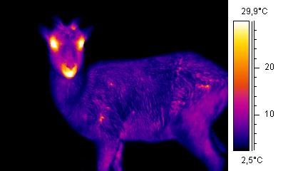 thermografie van een hertachtigen