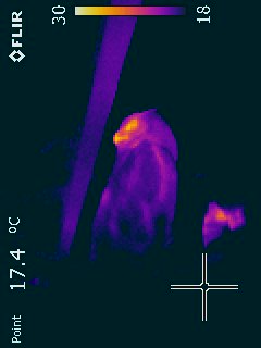 Thermography of an owl, Pairi Daïza's park, Belgium