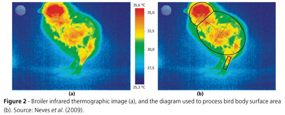 Poussion thermographié dans le cadre d'expérimentations