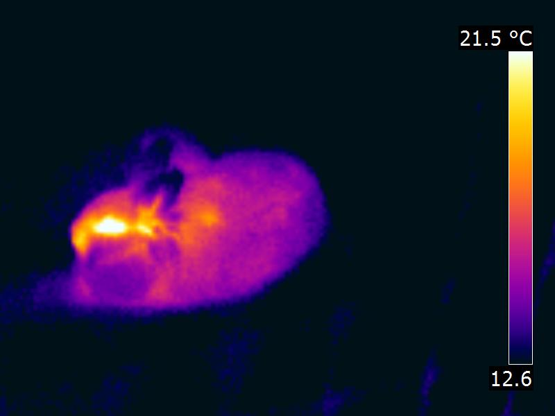 Thermographie d'un lapin au repos