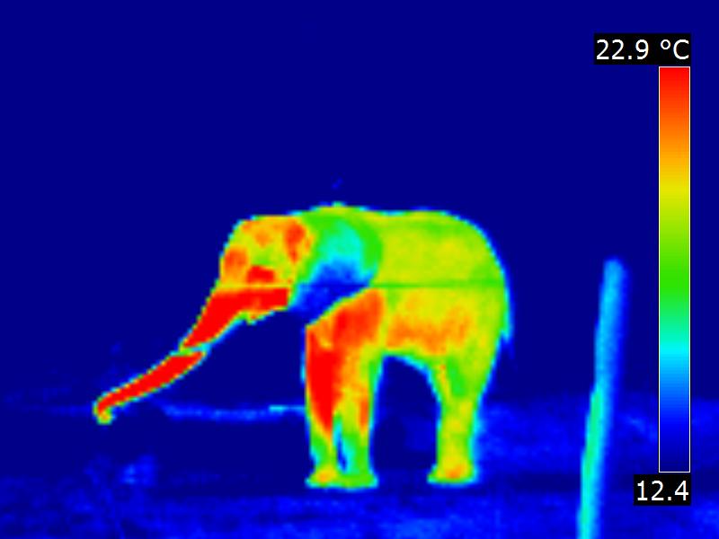 Fichier:Elephant-thermographie-infrarouge.jpg
