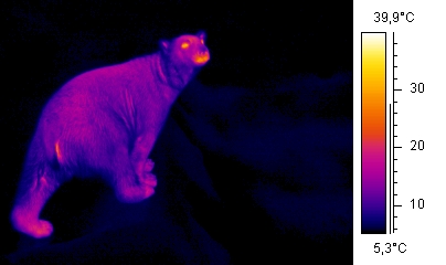 Thermography of a polar bear by Arno / Coen