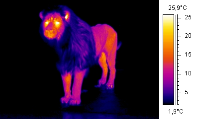 Thermographie d'un lion