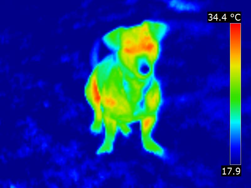 Fichier:Chien-dog-thermographie-infrared.jpg