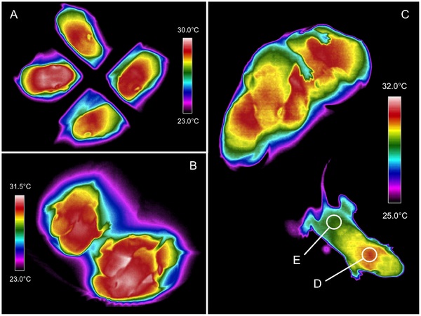 Extraits thermographiques de l'expérience de la signature thermique des souris