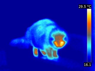 Thermographie d'un chat