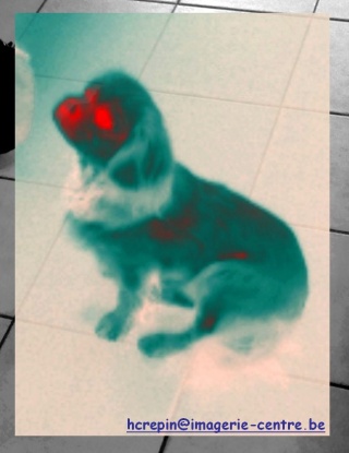 thermographie infrarouge d'un chien assis