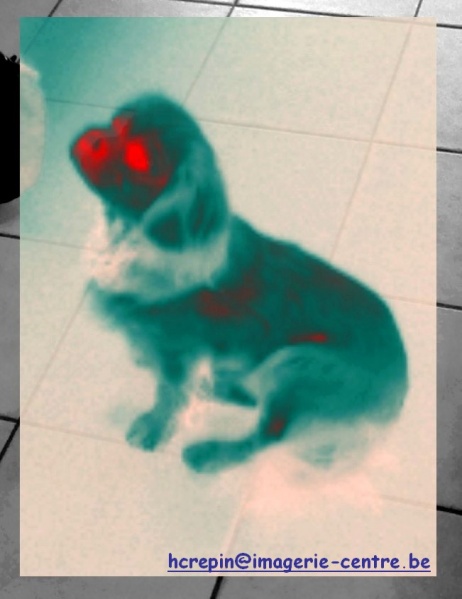 Fichier:Chien-thermographie.jpg