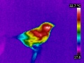 Thermographie diamant mandarin.jpg