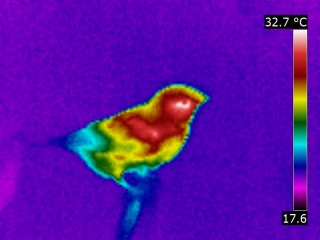 Thermografie van een zebravink, Taeniopygia guttata
