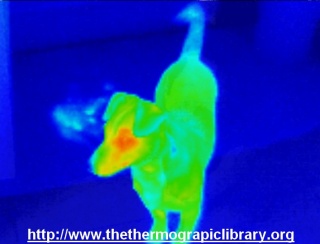 Dog-thermography-mid-green.jpg