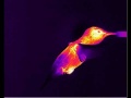 Oiseau-mouche-thermographie-infrarouge.jpg