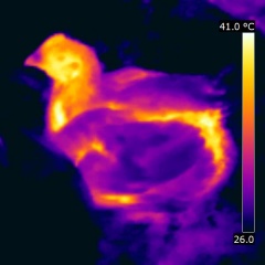 Image thermographique d'une jeune poule de 4 semaines. Crédits: "Hot and cold chicken", the chicken of the future