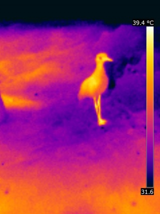 Thermography of a roadrunner